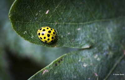 22-stippelig lieveheersbeestje - Psyllobora 22-punctata (1).JPG