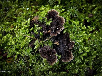 Gewone franjezwam - Thelephora terrestris.JPG