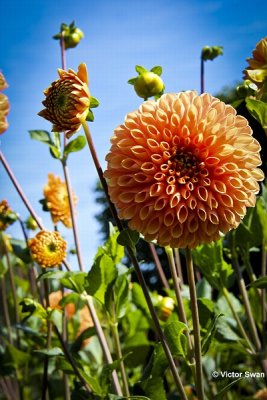 Dahlia-Jowey Linda.JPG