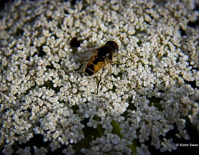 Kleine Bijvlieg Eristalis Arbustorum.JPG