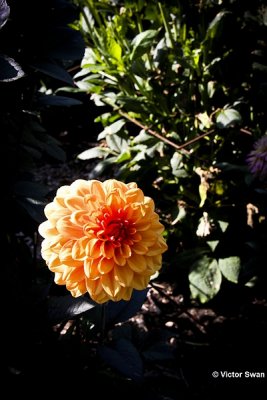 Dahlia-David Howard.JPG