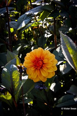 Dahlia-David Howard.JPG