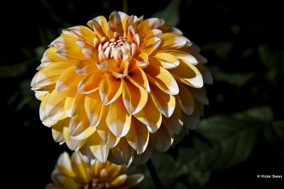 Dahlia-Elga.JPG
