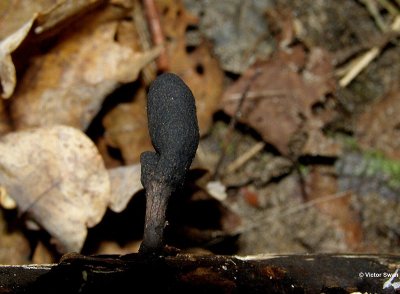 Esdoornhoutknotszwam Xylaria longipes .JPG