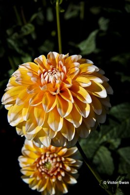 Dahlia-Elga .JPG