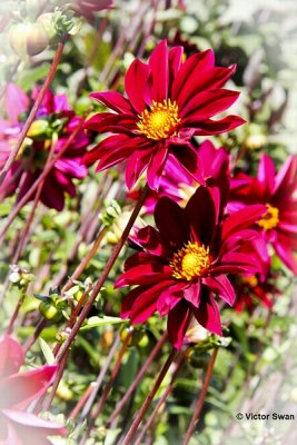Dahlia-Exotique.JPG
