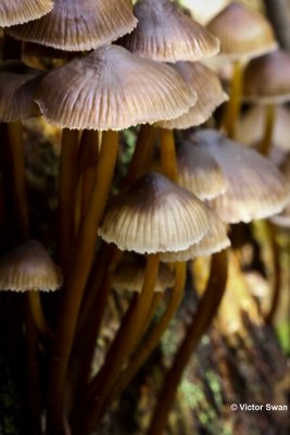 Grote bloedsteelmycena - Mycena haematopus.JPG