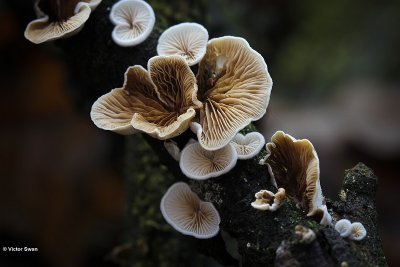 Wit oorzwammetje Crepidotus variabilis.JPG