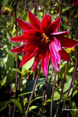 Dahlia-Exotique.JPG