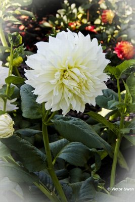 Dahlia-Fleure.JPG