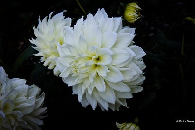 Dahlia-Fleure.JPG