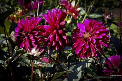Dahlia-Purple Haze.JPG