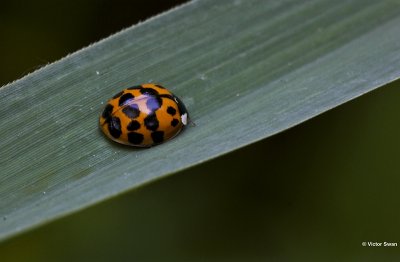 Veelkleurig Aziatisch lieveheersbeestje Harmonia axyridis.JPG
