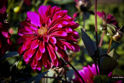 Dahlia-Purple Haze.JPG