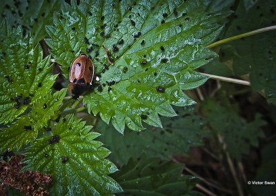 Rupsenaaskever Xylodrepa quadrimaculata.JPG