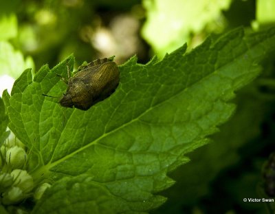 Gewone pantserwants Eurygaster testudinaria .JPG
