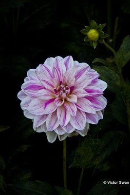Dahlia-Smokey.JPG