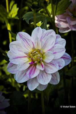Dahlia-Smokey.JPG