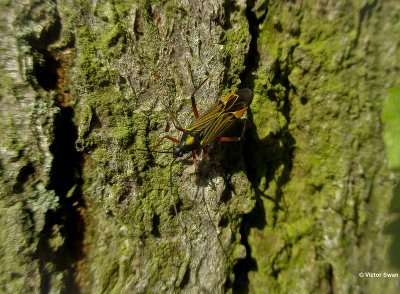 Geribde prachtblindwants Miris striatus .JPG