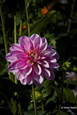 Dahlia-Smokey.JPG