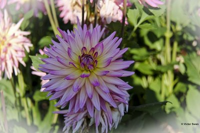 Dahlia-Sabrina.JPG