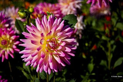 Dahlia-Sabrina.JPG