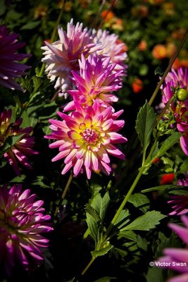 Dahlia-Sabrina.JPG