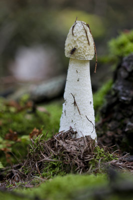 grote stinkzwam   Phallus impudicus.jpg