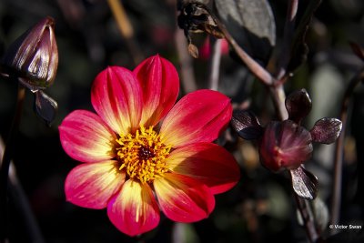 Dahlia-Happy Single Flame.JPG