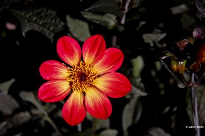 Dahlia-Happy Single Flame.JPG