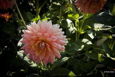 Dahlia-Ace Summer Sunset.JPG