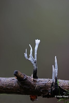 Geweizwam Xylaria hypoxylon.JPG