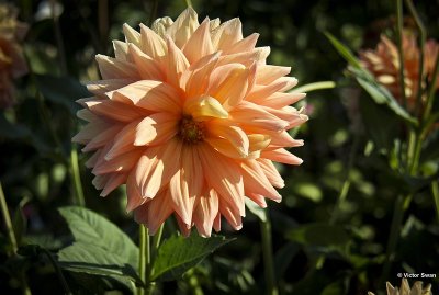 Dahlia-Ace Summer Sunset.JPG