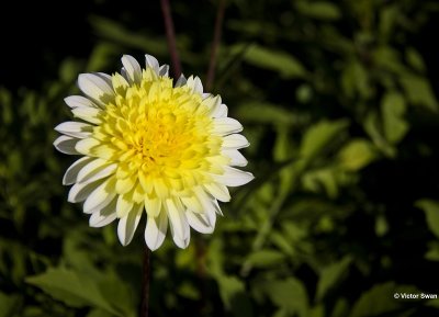 Dahlia-Calimero.JPG