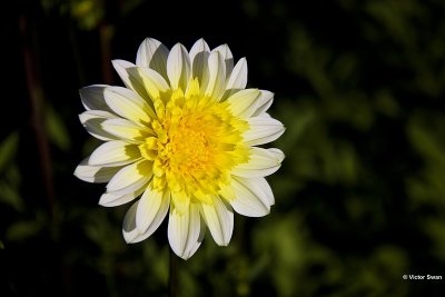 Dahlia-Calimero.jpg