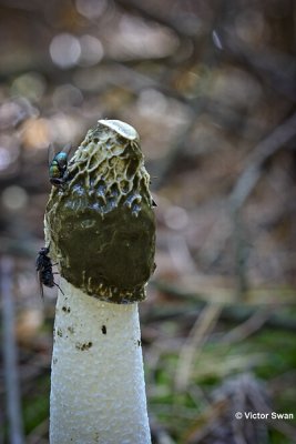 Grote stinkzwam Phallus impudicus.JPG