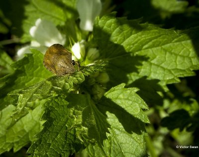 Gewone pantserwants Eurygaster testudinaria.JPG