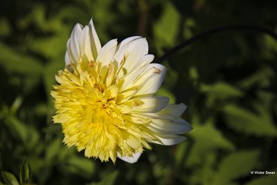Dahlia-Calimero.JPG