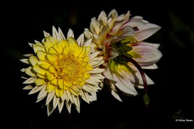 Dahlia-Polka.JPG