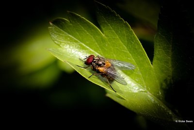 schorsvlieg - Mesembrina meridiana.JPG