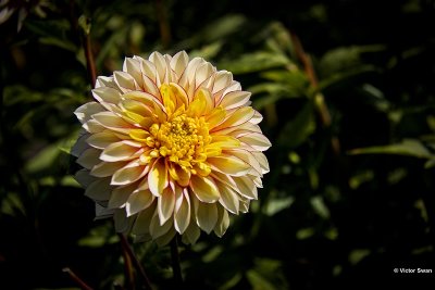 Dahlia-Polka.JPG