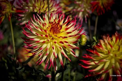 Dahlia-Jessica.JPG