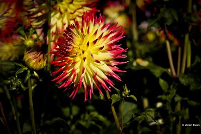 Dahlia-Jessica.JPG