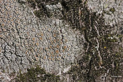 Witte schotelkorst  Lecanora chlarotera.JPG