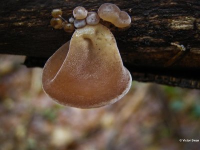 Judasoor  Auricularia auricula-judae .JPG