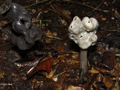 Zwarte kluifzwam Helvella lacunosa.JPG