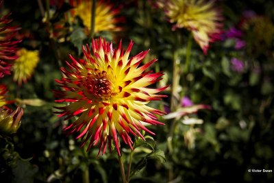 Dahlia-Jessica.JPG