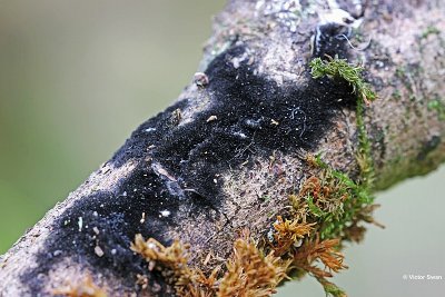 Zwarte viltzwam Chaetosphaerella phaeostroma.JPG