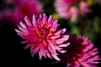 Dahlia-Worton bleu streak.JPG