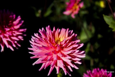 Dahlia-Worton bleu streak .JPG